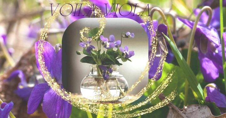 SWEET VIOLET - THE VIRTUES OF HUMILITY AND MODESTY